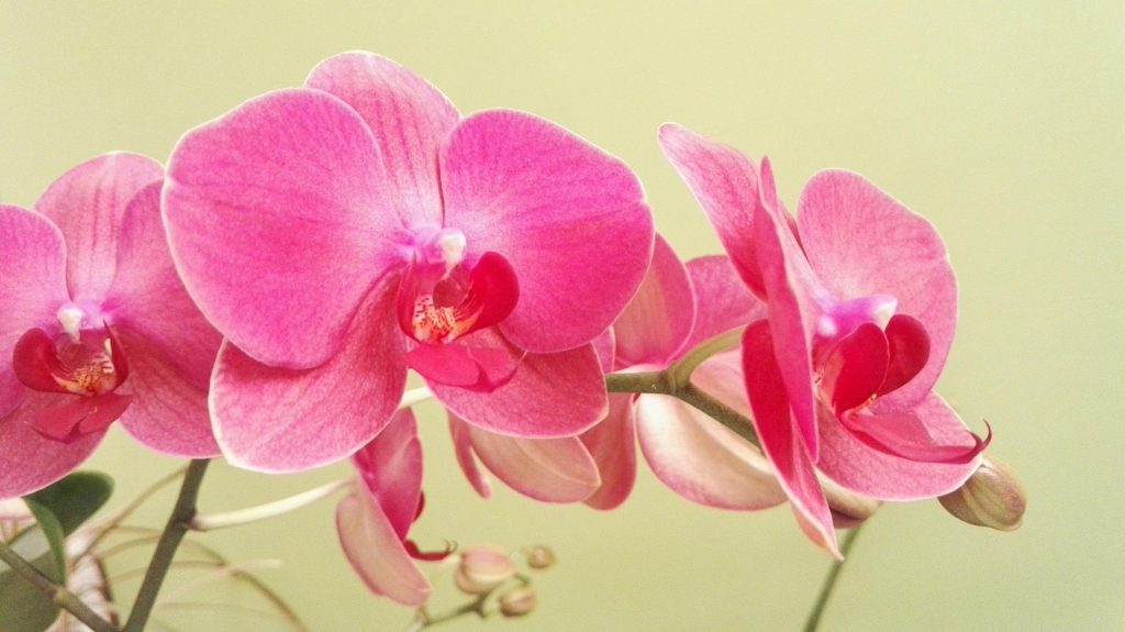 orchidej Doritaenopsis