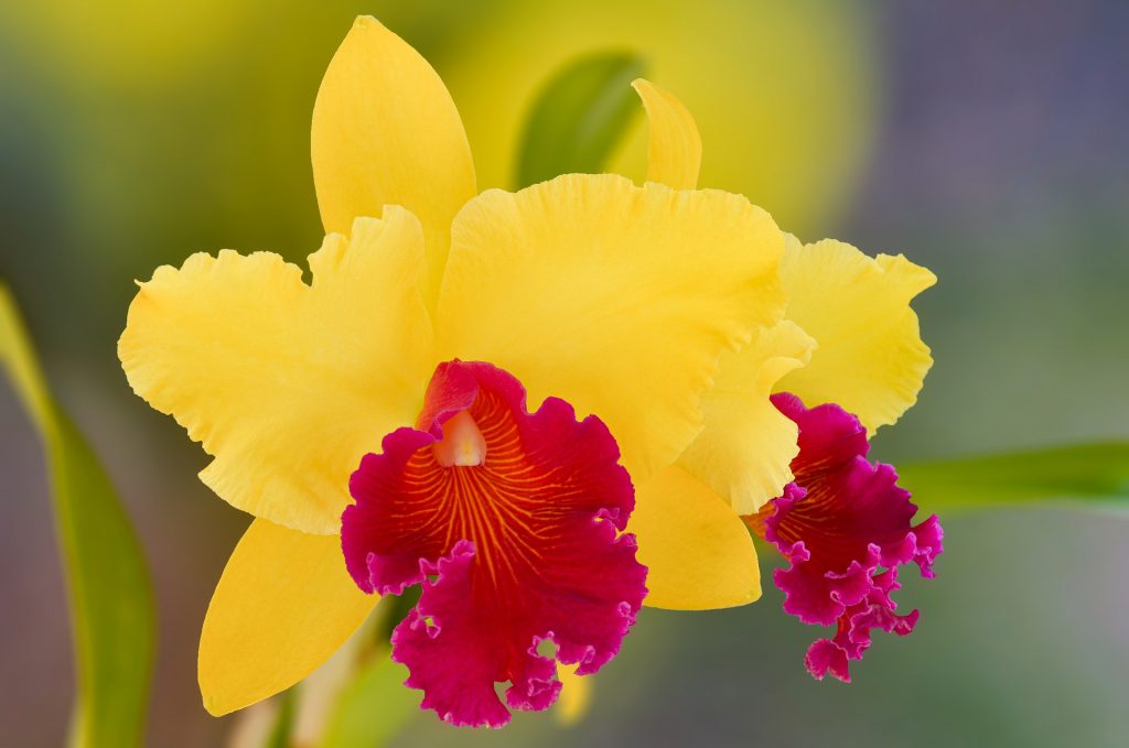 orchidej orchideje Paphiopedilum (Črievičkovec)