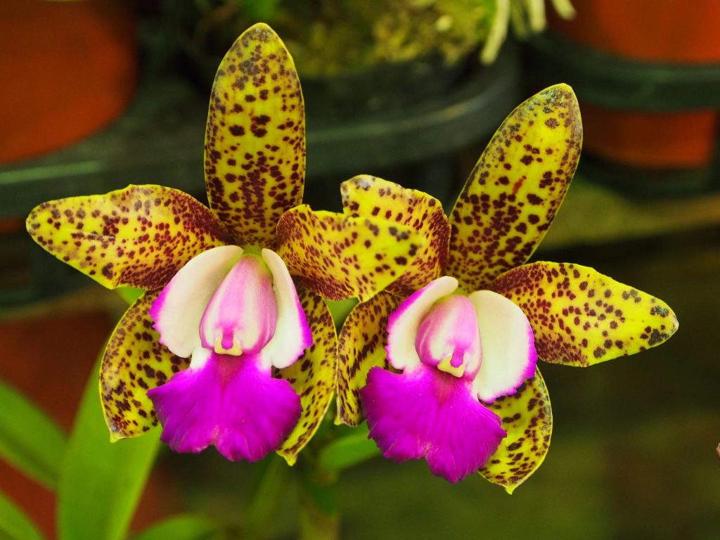 orchidej Cattleya tigrina