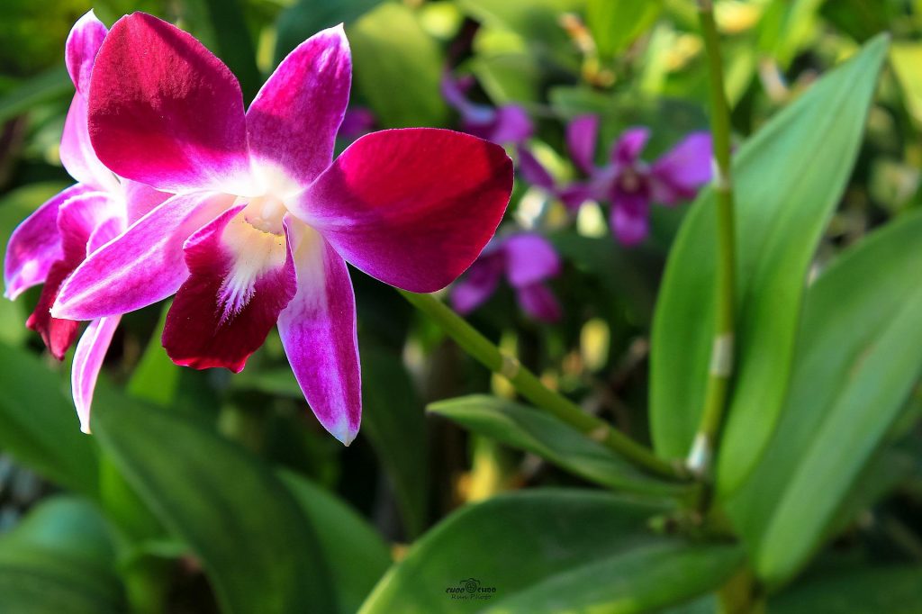 orchidej Dendrobium-bigibbum