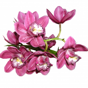 orchidej Cymbidia