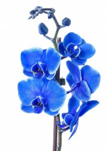 orchidej Phalaenopsis-Lisajovec