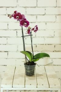 orchidej v květináči