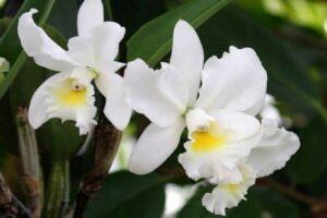 orchidej druhy - Orchidea Katleja