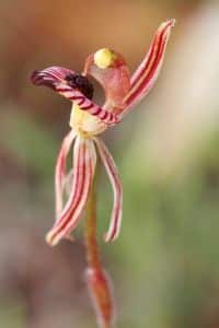 orchidej druhy - Orchidea Caladenia caimsiana