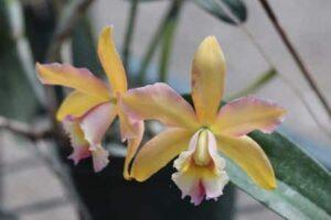 orchidej druhy - Orchidea Cattleya luteola