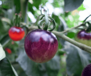 Čierna šalátová paradajka DARK GALAXY
