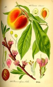 Illustration Prunus persica0