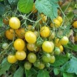 Žltá cherry paradajka MIRABELLA CHERRY