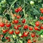 paradajky RED COACHMEN