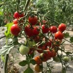 krickova paradajka SLENDER-TIM-BUSH
