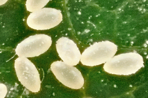 Skodcovia izbovych rastlin puklice vajicka