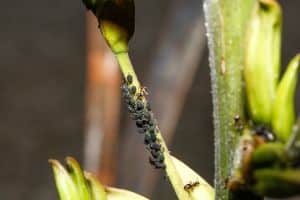 Skodcovia izbovych rastlin vošky