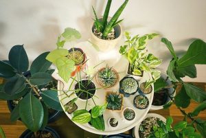 izbove rastliny