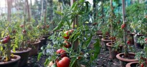 Odrody paradajok -Balkónové paradajky prestované v kvetináčoch