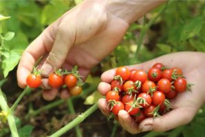 Odrody paradajok - Divoké paradajky Chiapas