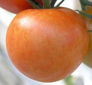 Plod paradajky infikovaný Mozaikovým vírusom