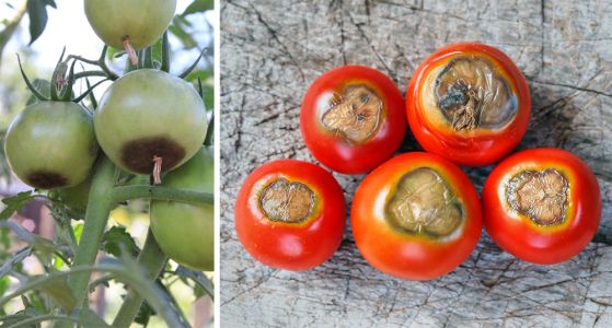 Choroby paradajok - Tmavé škvrny na plodoch paradajky spôsobené nedostatkom vápnika
