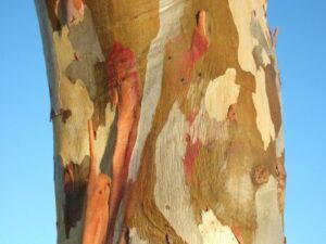 Eukalyptové stromy sú známe odlupovním kôry z kmeňa - detailný pohľad na farbami hýriaci kmeň eukalyptu rastúceho v Austrálii