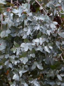Konáriky eukalyptu so sivozelenými listami