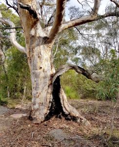 Obrovský eukalyptový strom napriek poškodeniam po požiari dokáže prežiť