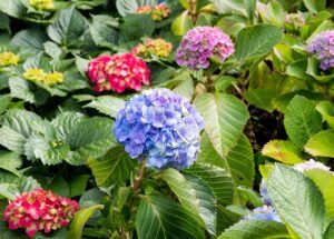Ako zmeniť farbu kvetov hortenzie - Rozkvitnuté modré, červené a ružové kvety hortenzie, ktoré dokáže u jednotlivých kultivarov ovplyvňovať pH pôdy.