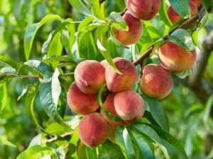 Ovocné stromy - Vetva broskyne s dozretými plodmi a listami