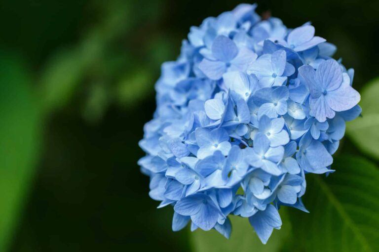 Druhy hortenzií - Krásne modré kvety Hortenzie kalinolistej (Hyrangea macrophylla)