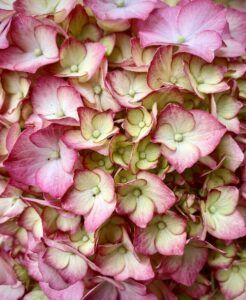 Ružovo-biele kvety hortenzie zblízka