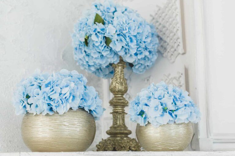 Hortenzia - modré hortenzie v dekoračných kvetináčoch