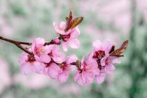 Broskyňa - Ružový broskyňový kvet