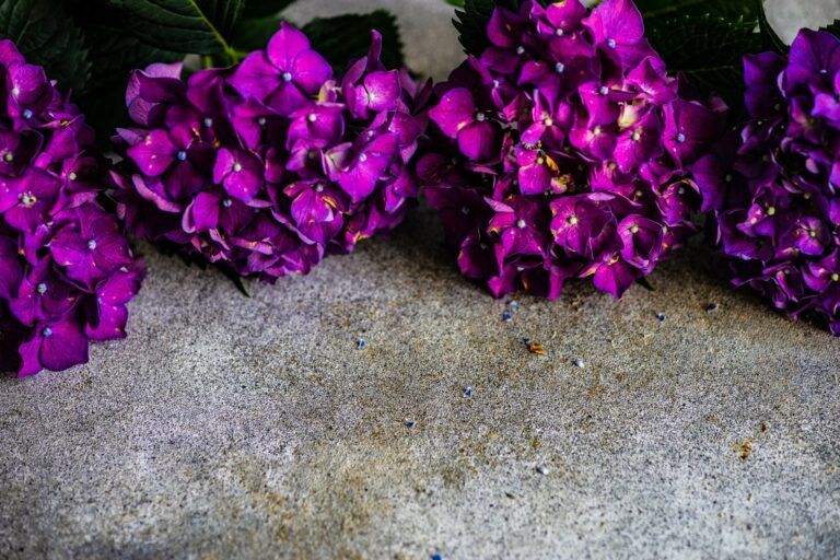 Fialové kvety hortenzie na kamennom povrchu