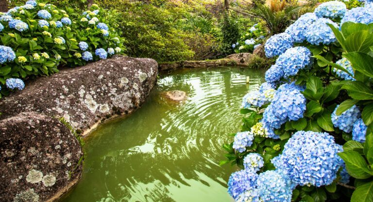 Hortenzia pestovanie - Hortenzie s modrými kvetmi rastúce pri prírodnom jazierku