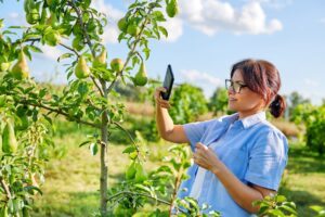 Zakrslé ovocné stromy: predaj a nákup - Žena záhradkárka v sade fotí zrejúce hrušky na strome
