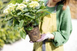 Ako pestovať hortenzie - Hortenzia vybratá z kvetináča s koreňmi  poprerastanými zeminou pripravená na  výsadbu.