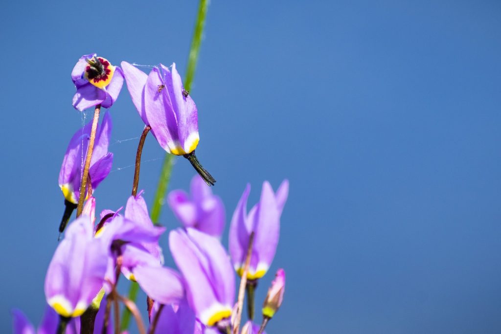 Božskokvet (Dodecatheon) s ružovými kvetmi