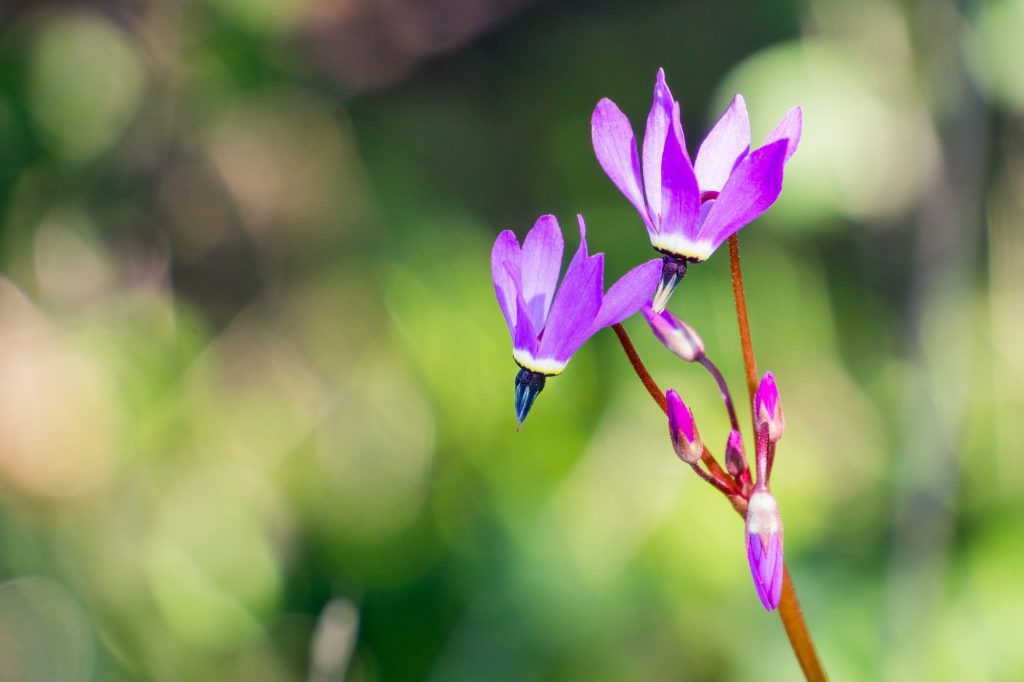 Božskokvet alpínsky (Dodecatheon alpinum) zblízka
